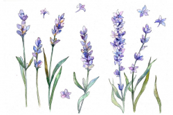 Watercolor Lavender Clipart, Watercolor Flowers, Hand Painted Flowers,  Commercial Use, Personal Use, PNG