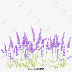 Lavender Background, Purple Flower Material, Lavender, Hand ...