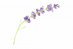 Lavender Clipart Png - Transparent Lavender Clip Art ...