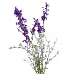 28+ Collection of Lavender Drawing Png | High quality, free cliparts ...