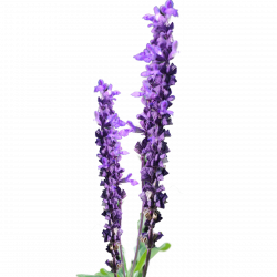 Lavender Clipart purple loosestrife - Free Clipart on ...