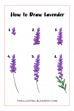 How to Draw Lavender in 6 Easy Steps | The Illustrai ...
