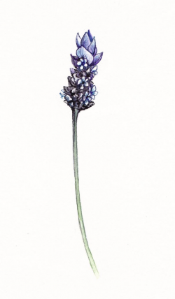 Download lavender drawing clipart Drawing Botanical ...