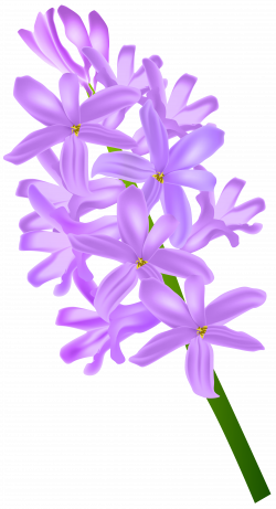 Hyacinth Transparent Clip Art PNG Image | Gallery Yopriceville ...