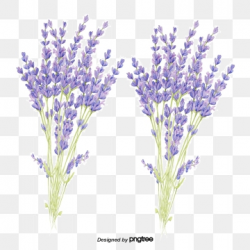 Lavender Vector Png, Vector, PSD, and Clipart With ...