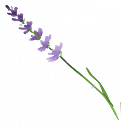 ftestickers flower watercolor lavender...