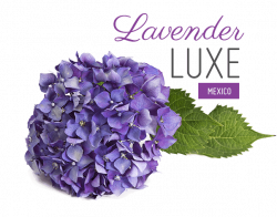 Lavander Luxe Collection for Weddings | Palace Resorts® Weddings