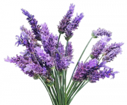 15 Lavender flower png for free download on mbtskoudsalg