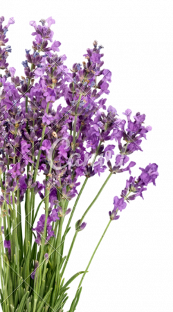 Lavender Flowers - Photos by Canva