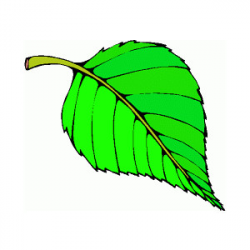Free Leaf Cliparts, Download Free Clip Art, Free Clip Art on ...