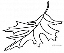 28+ Collection of Red Oak Leaf Drawing | High quality, free cliparts ...