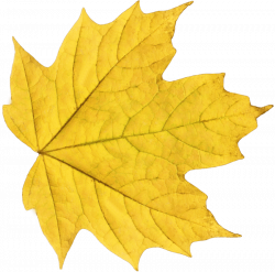 Yellow Maple Leaf | Sakura | Pinterest | Leaves