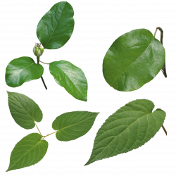Green leaves PNG Image - PurePNG | Free transparent CC0 PNG Image ...