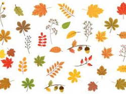 Leaves Clipart colorful leave 9 - 624 X 709 Free Clip Art ...