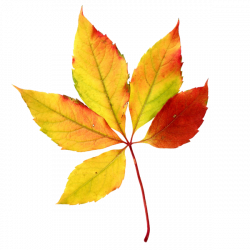 Fall clipart chinar tree - Pencil and in color fall clipart chinar tree