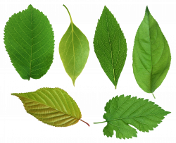 Free Leaves, Download Free Clip Art, Free Clip Art on Clipart Library