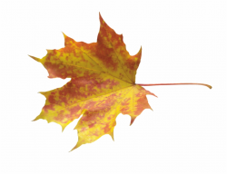Autumn Leaves, Colours, Clip Art, Image, Mood Boards ...