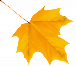 HD Leaves Clipart Fallen Leave - Autumn Leaves Clipart Png ...