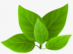 Green Leaves Clipart PNG Image | Transparent PNG Free ...