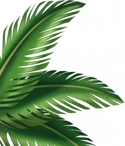 Leaf Arecaceae Clip art - palm leaves 598*700 transprent Png Free ...