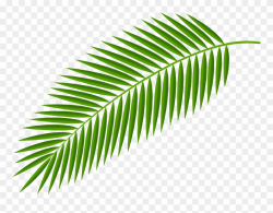 Leaves Clipart Palm Branch - Palm Branch - Png Download ...