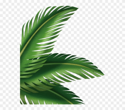 Leaf Arecaceae Clip Art Transprent Png Free - Palm Leaves ...