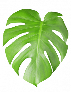 Download Cheese Plant Leaf Photography Tropical Swiss Leaves ...