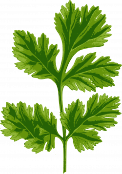 Clipart - Coriander Leaf