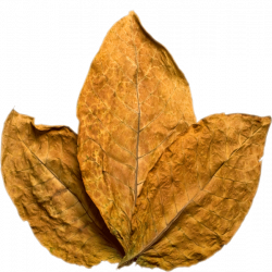 Tobacco PNG images free download