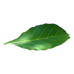 Tobacco PNG Image - PurePNG | Free transparent CC0 PNG Image Library