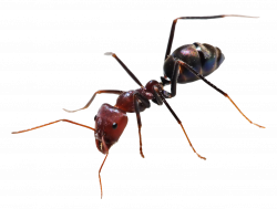 Ant PNG Image - PurePNG | Free transparent CC0 PNG Image Library