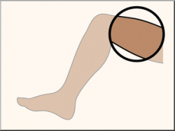 Clip Art: Parts of the Body: Thigh Color Unlabeled I ...