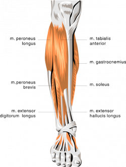 anatomy lower leg muscles - /medical/anatomy/muscle ...