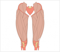 Muscular Leg Clip Art Muscle System Leg Stock - Clip Art Library