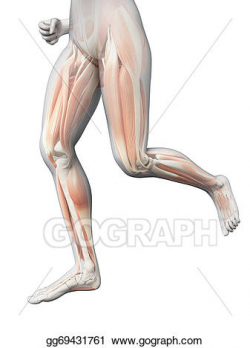 Drawing - Jogging woman - visible leg muscles. Clipart ...