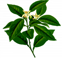Clipart - Lemon tree (low resolution)
