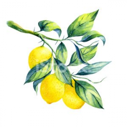 watercolor lemon branch Clipart Image | +1,566,198 clip arts