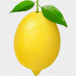 citrus lemon fruit yellow citron clipart - Citrus, Lemon ...
