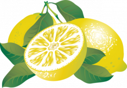 Lemon citrus fruit clipart - Clipartix