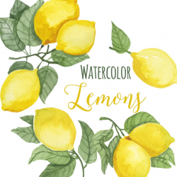 Watercolor Lemon Clip Art, Trendy Lemon leaves Clipart, Lemons Illustration