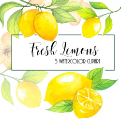Lemon Watercolor Clipart. Hand painting fruit. Digital png & jpeg. Food  wall art. Kitchen. Scrapbooking. Wedding DIY invites