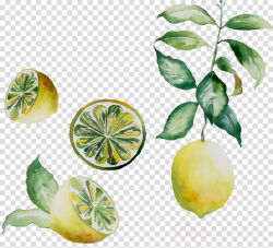 Lemon Leaf clipart - Lemon, Plant, Leaf, transparent clip art