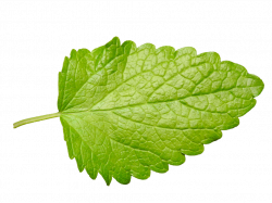Lemon Balm PNG by Bunny-with-Camera on DeviantArt