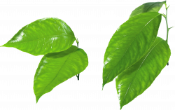 Green Leaves Forty-two | Isolated Stock Photo by noBACKS.com