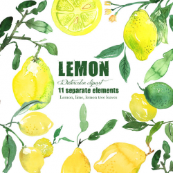 Lemon clipart, Lemon watercolor clipart, Citrus clipart ...
