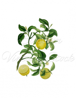 Lemon Vintage Image - Lemon Clipart - Lemon Graphic for prints, digital  artwork, collage, decoupage, wall decor - INSTANT DOWNLOAD - 1568