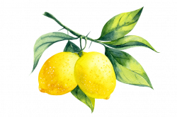 lemon | Pinterest | Envy, Food illustrations and Watercolor