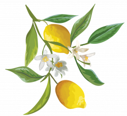 The Lovely Lemon | Just One Tree