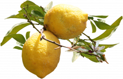 Lemon Auglis Clip art - Lemons grow on trees 2139*1392 transprent ...