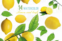 Watercolor lemons, branch and leaves clip art pack, watercolor lemon clip  art, exotic fruit, png, pdf, jpg, svg, eps, vector files included.